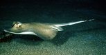 Blue-spotted stingray