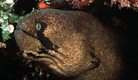 Blackcheek moray
