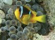 Twoband anemonefish