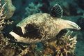 Masked puffer