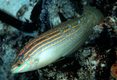 Adorned wrasse