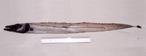 Black scabbardfish