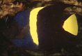 Arabian angelfish