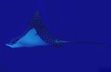 Spotted eagle ray
