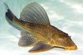 Armored catfish