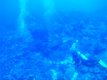 Diving for turtle specialty