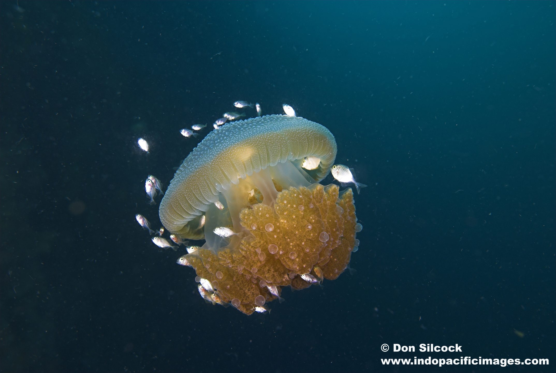 Dive site photo