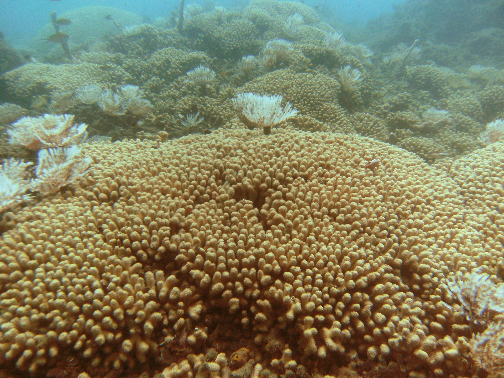 Dive site photo