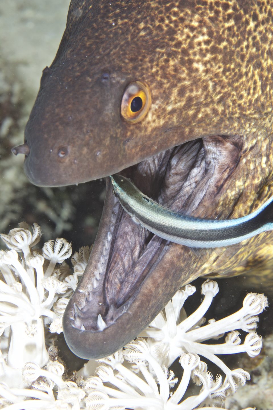 Dive site photo