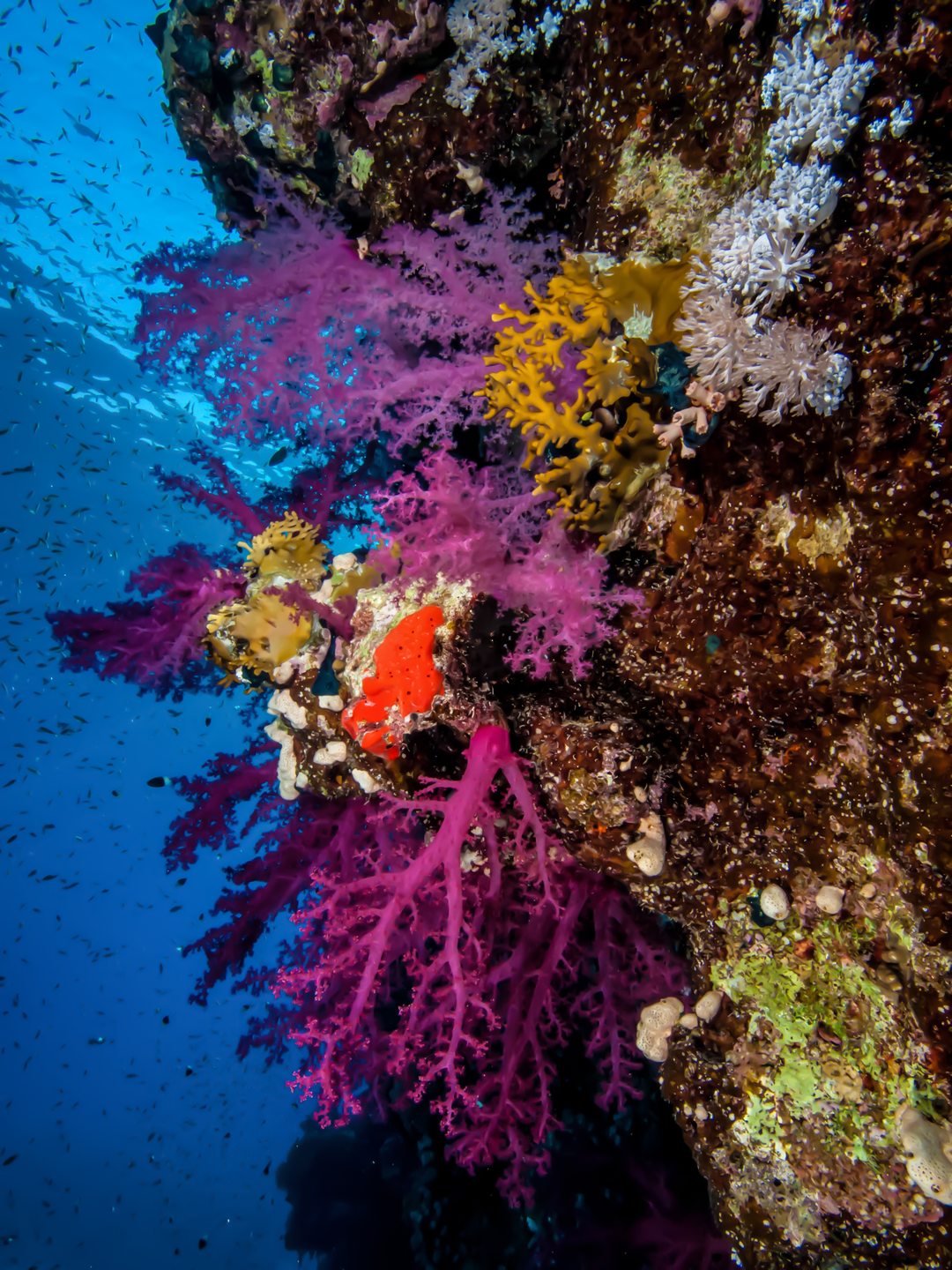Dive site photo