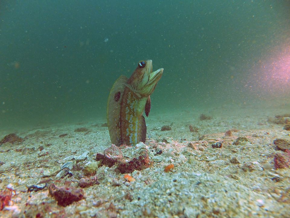 Dive site photo