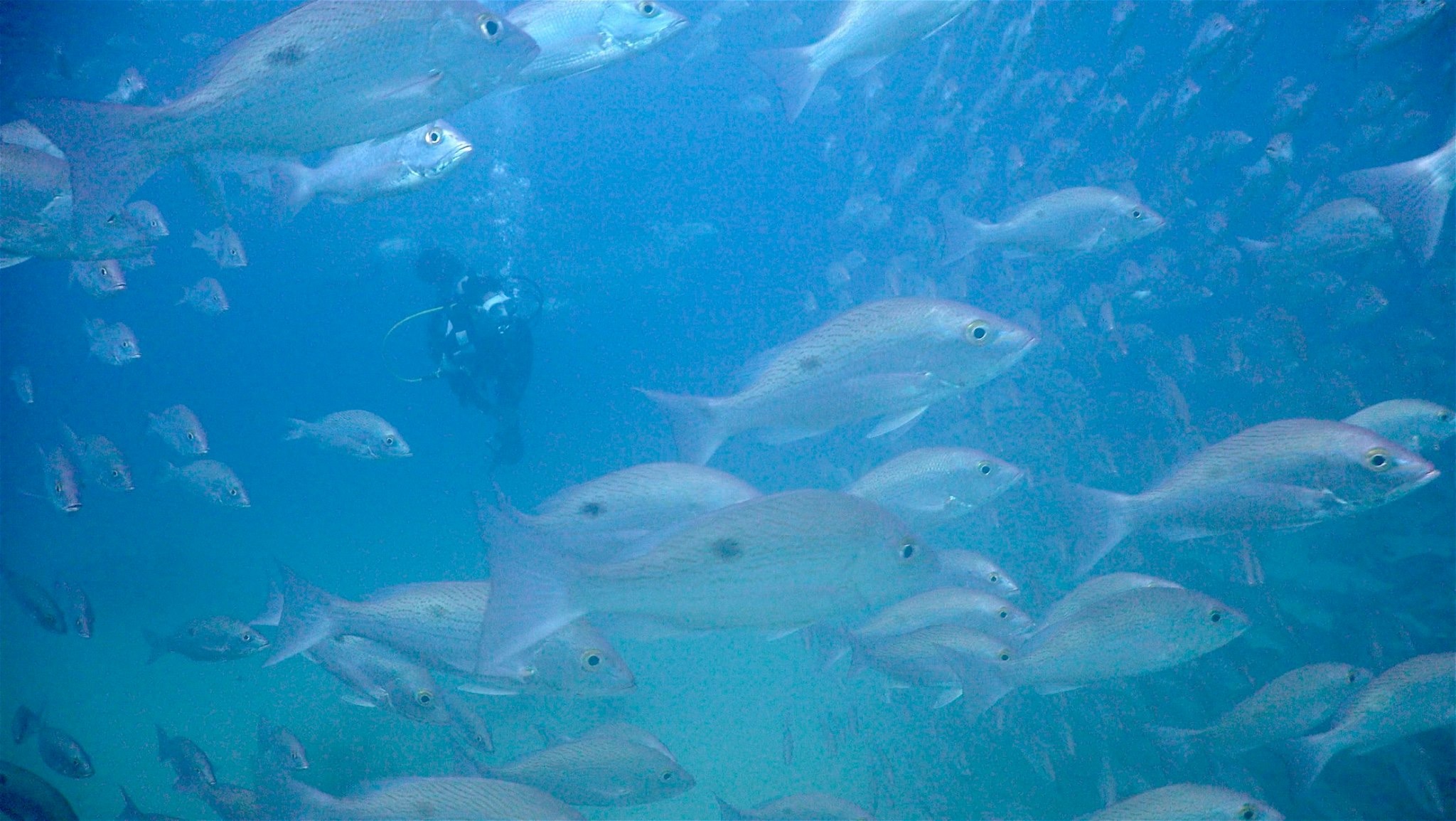 Dive site photo