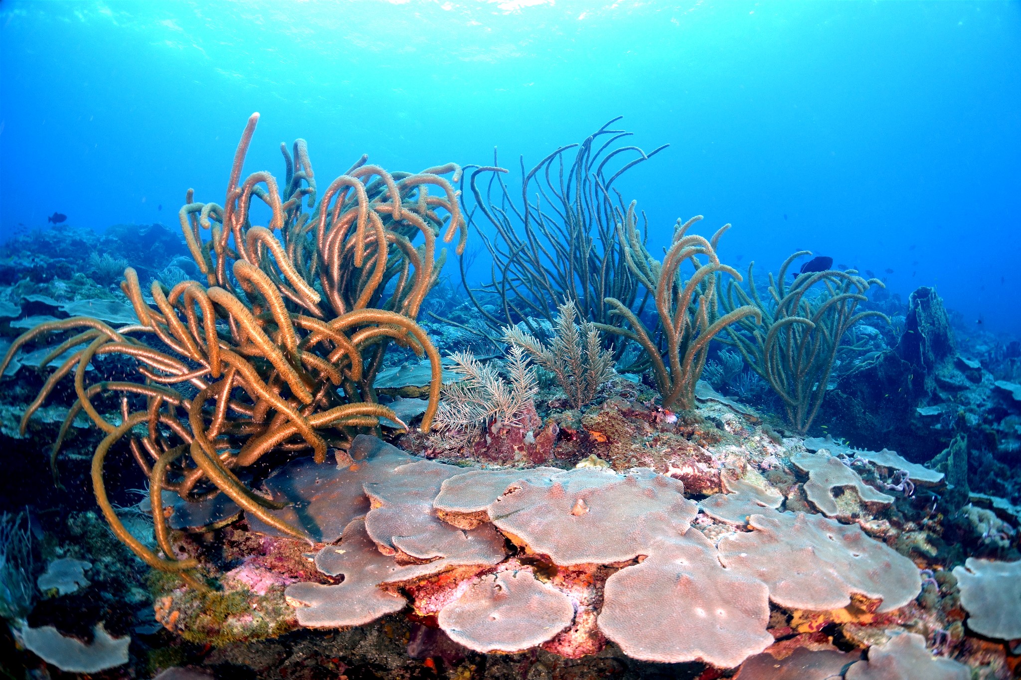Angel Reef