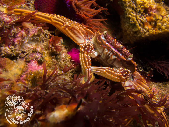 Dive site photo