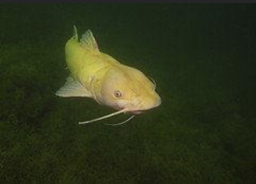 Dive site photo