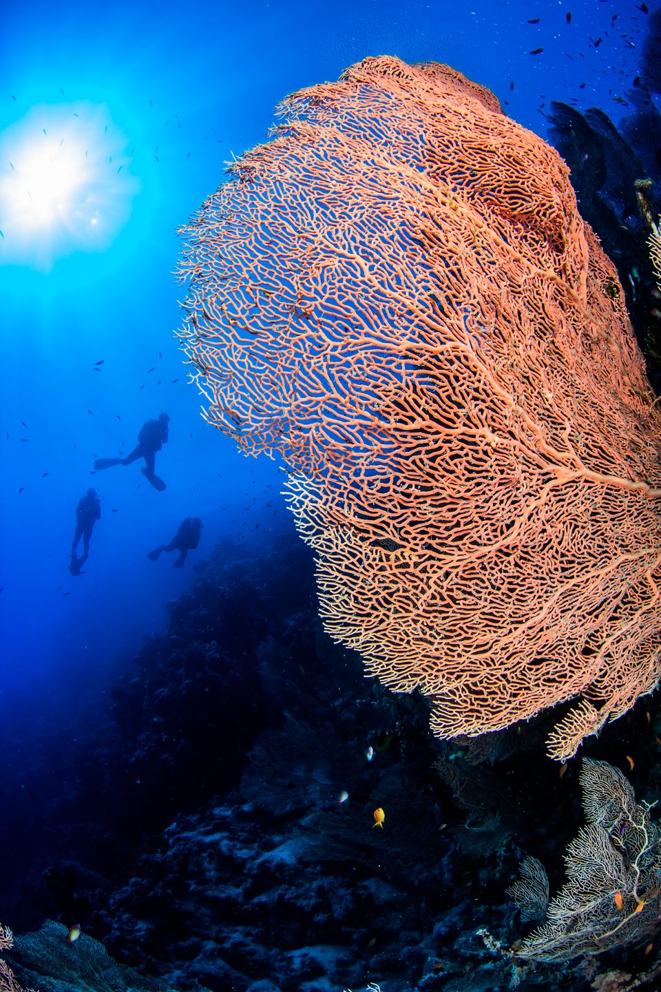 Dive site photo