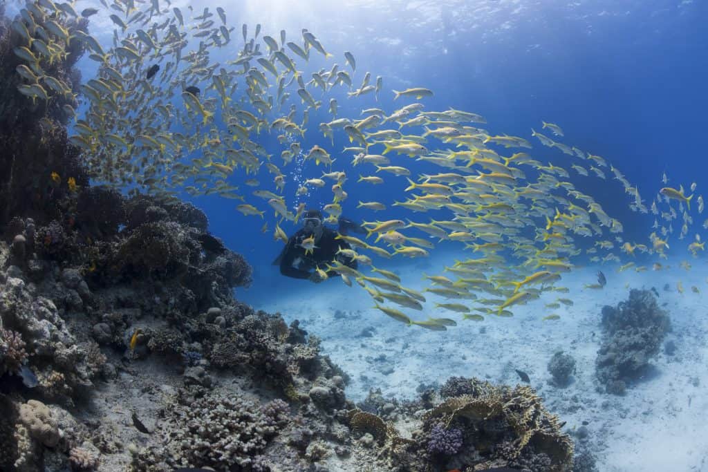Quiliano dive site PADI