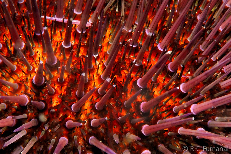 Dive site photo