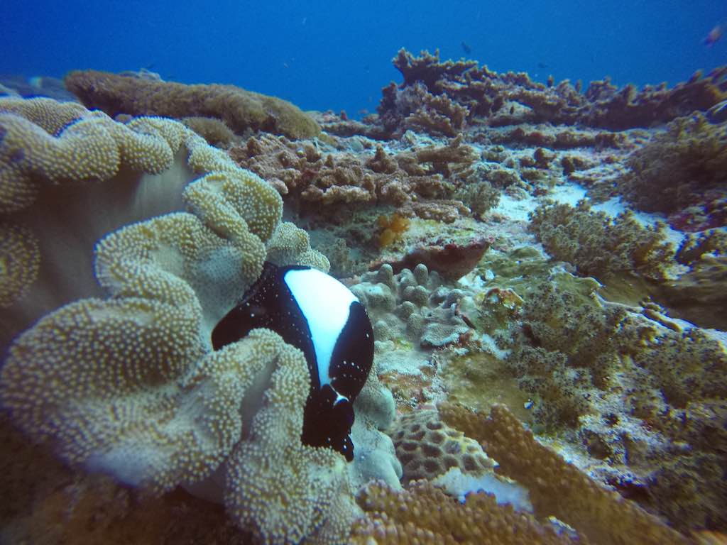 Ceningan Wall