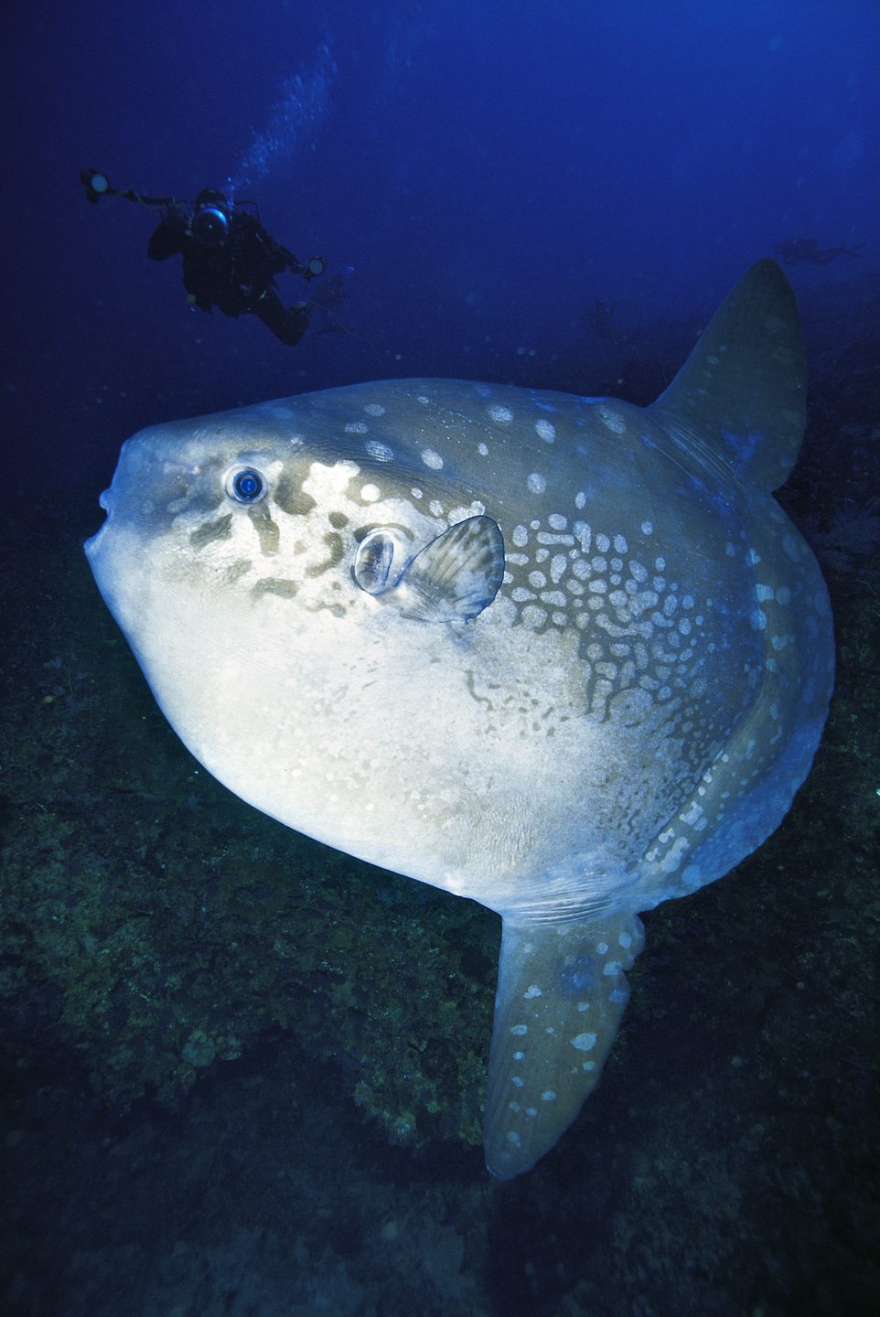 Dive site photo