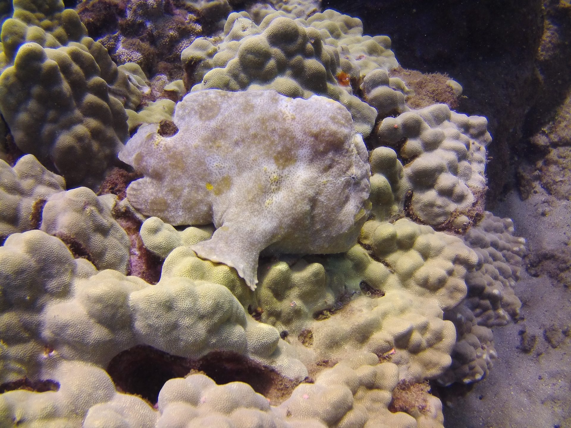 Dive site photo