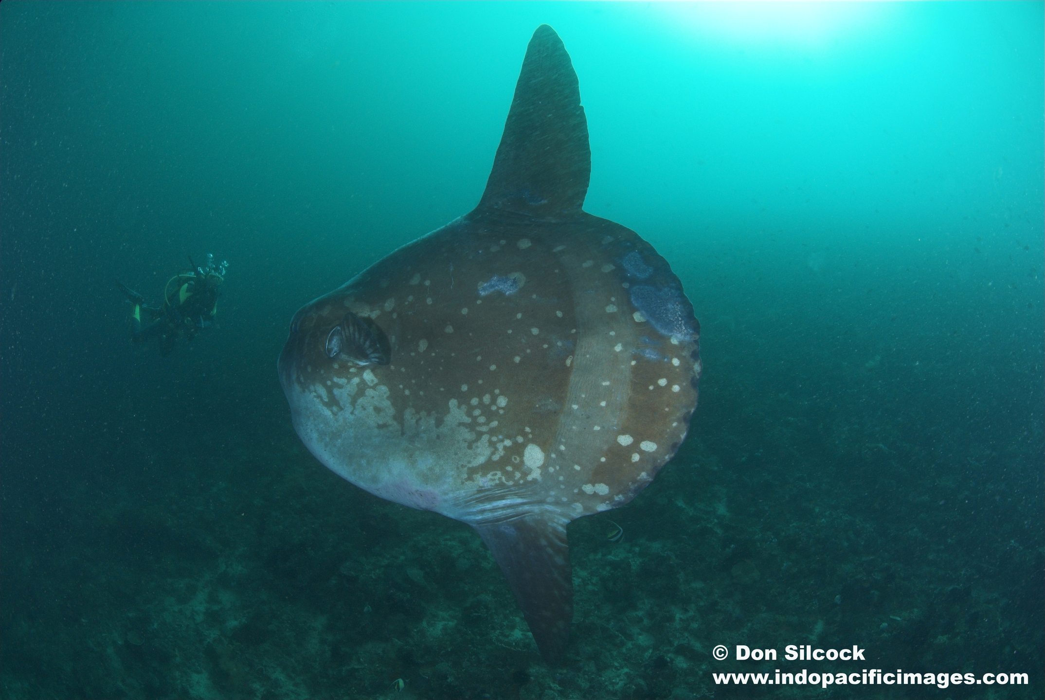 Dive site photo