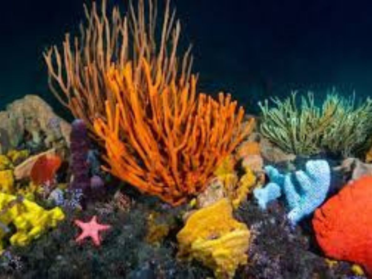 Dive site photo