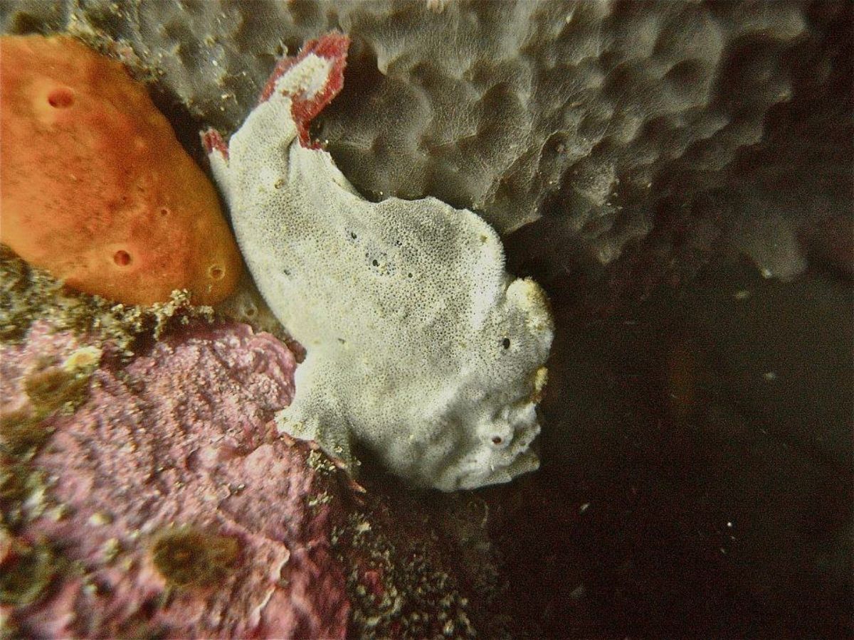 Dive site photo