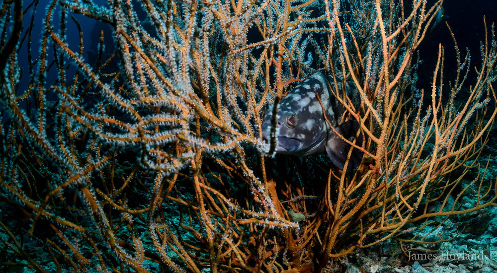 Dive site photo