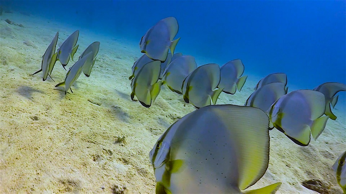 Dive site photo