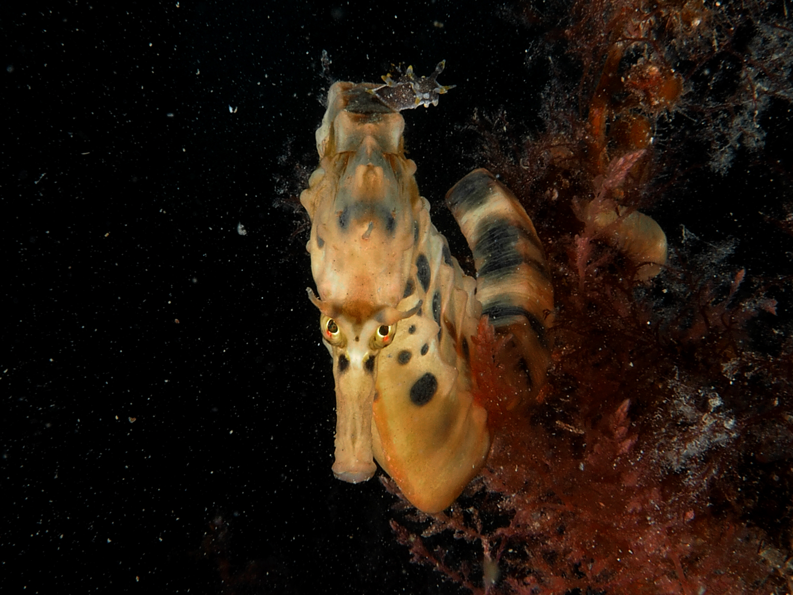 Dive site photo