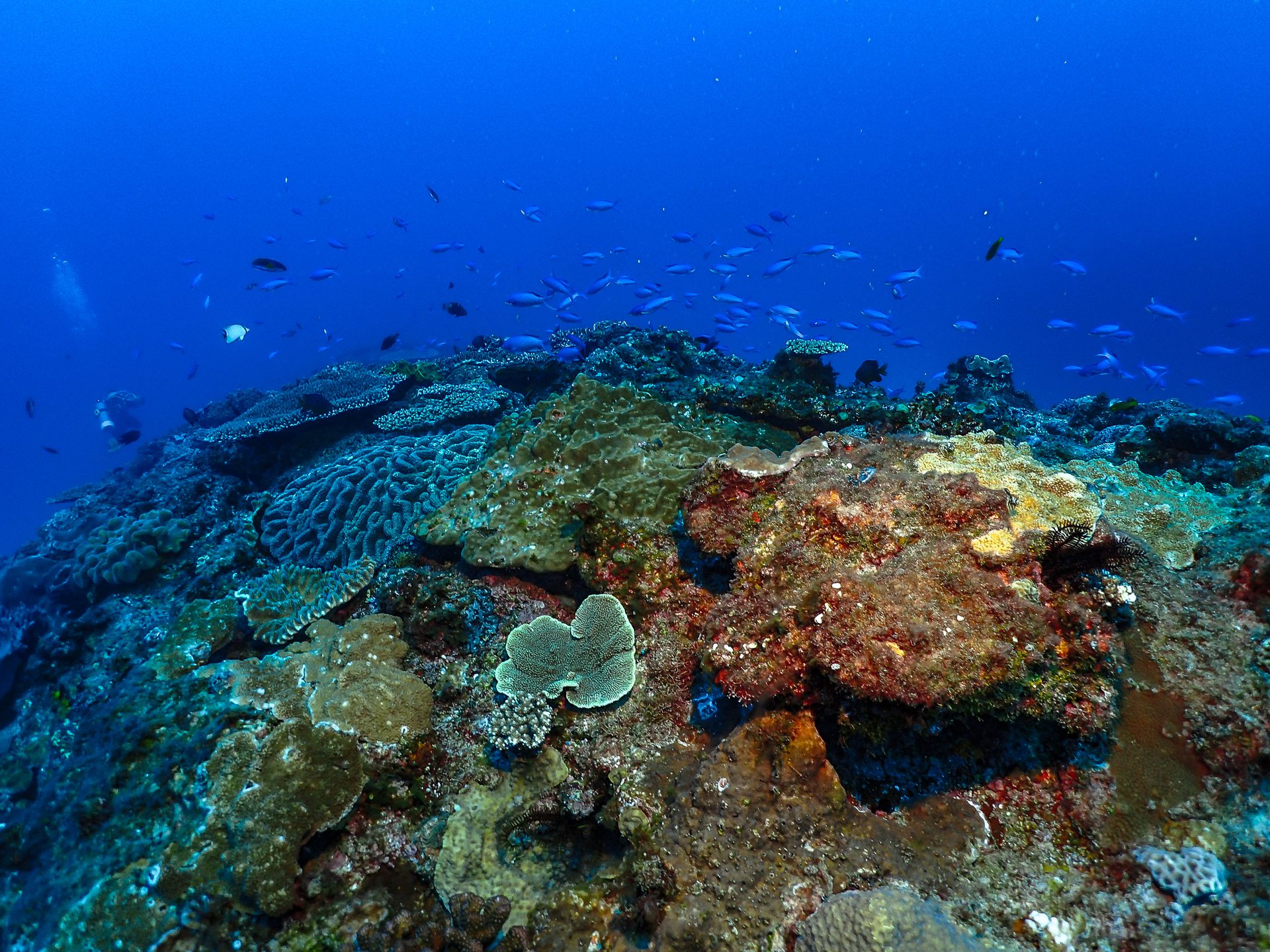Dive site photo