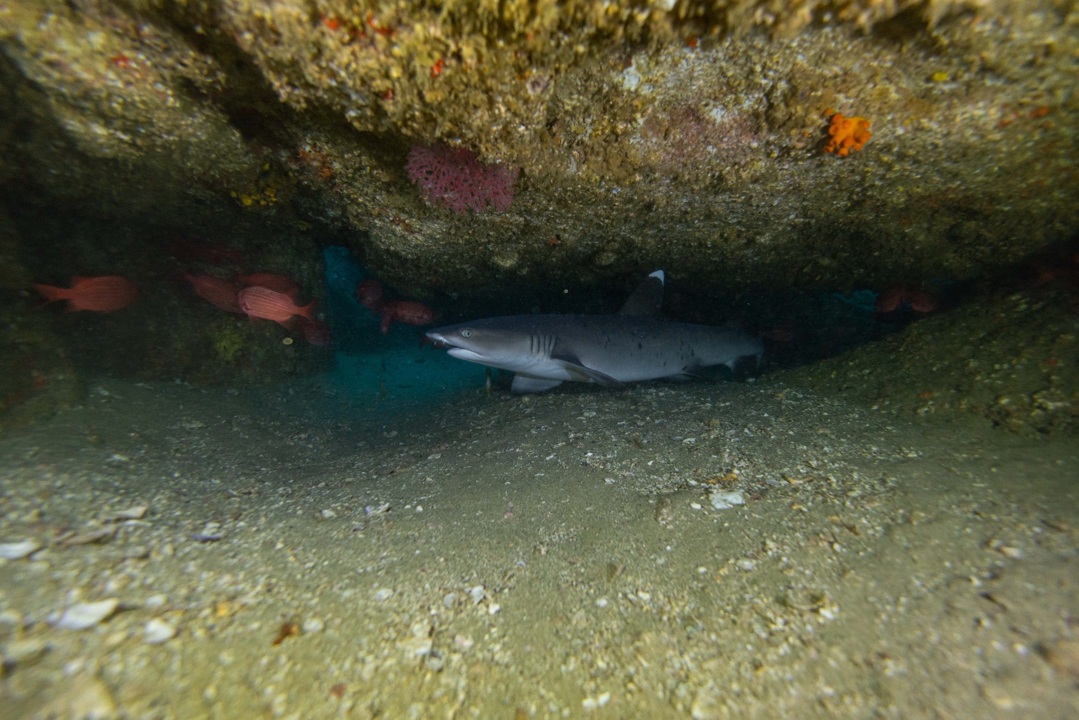 La bufadora dive site PADI