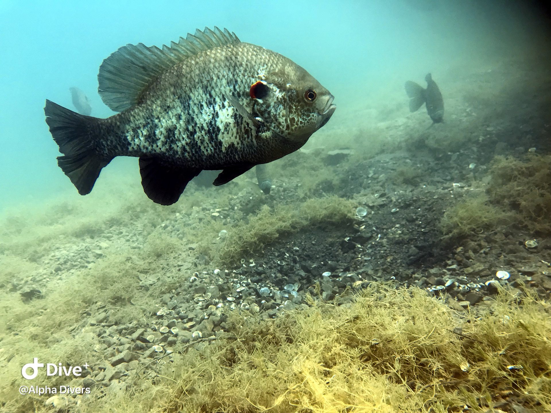 Dive site photo