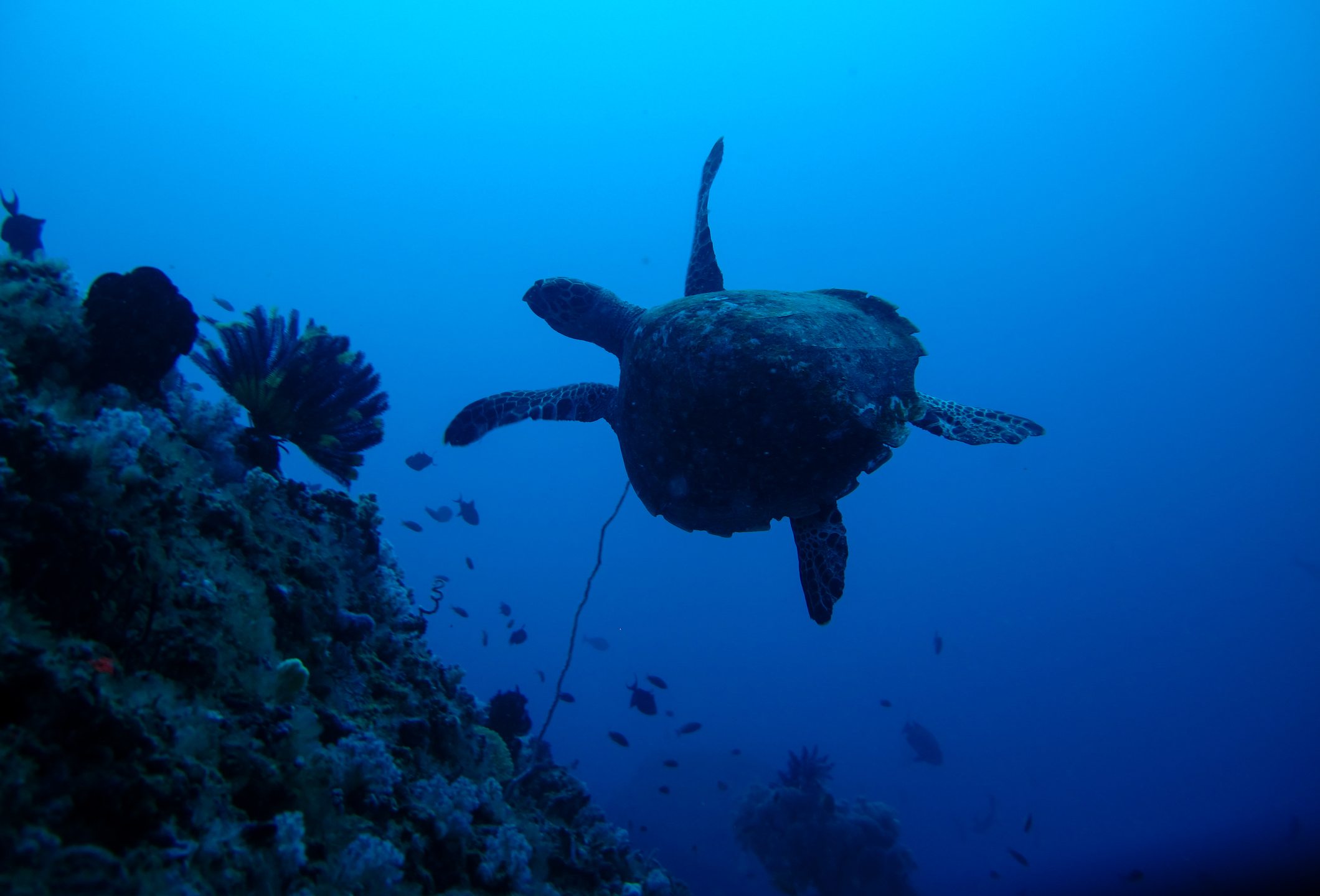 Dive site photo