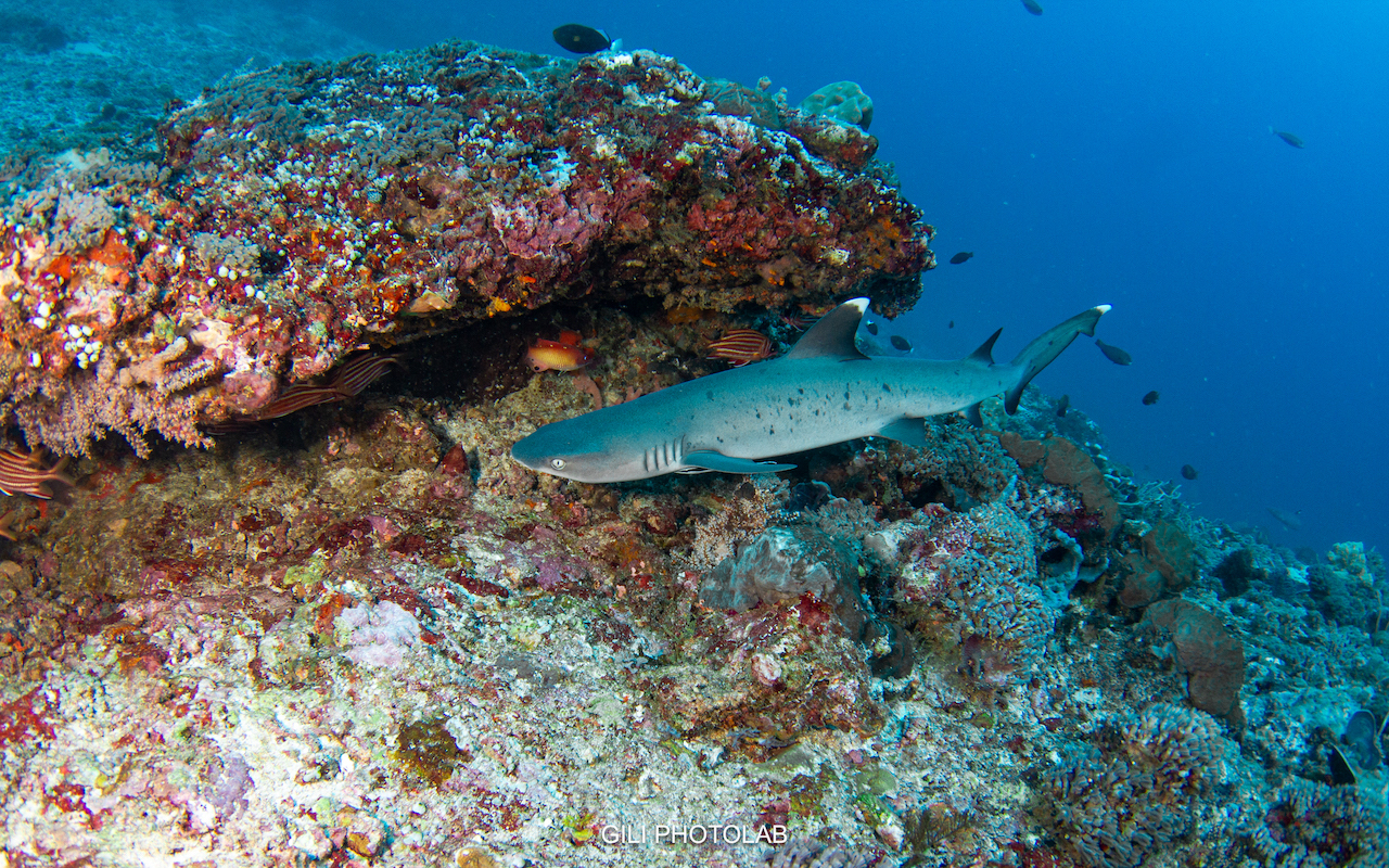 Dive site photo