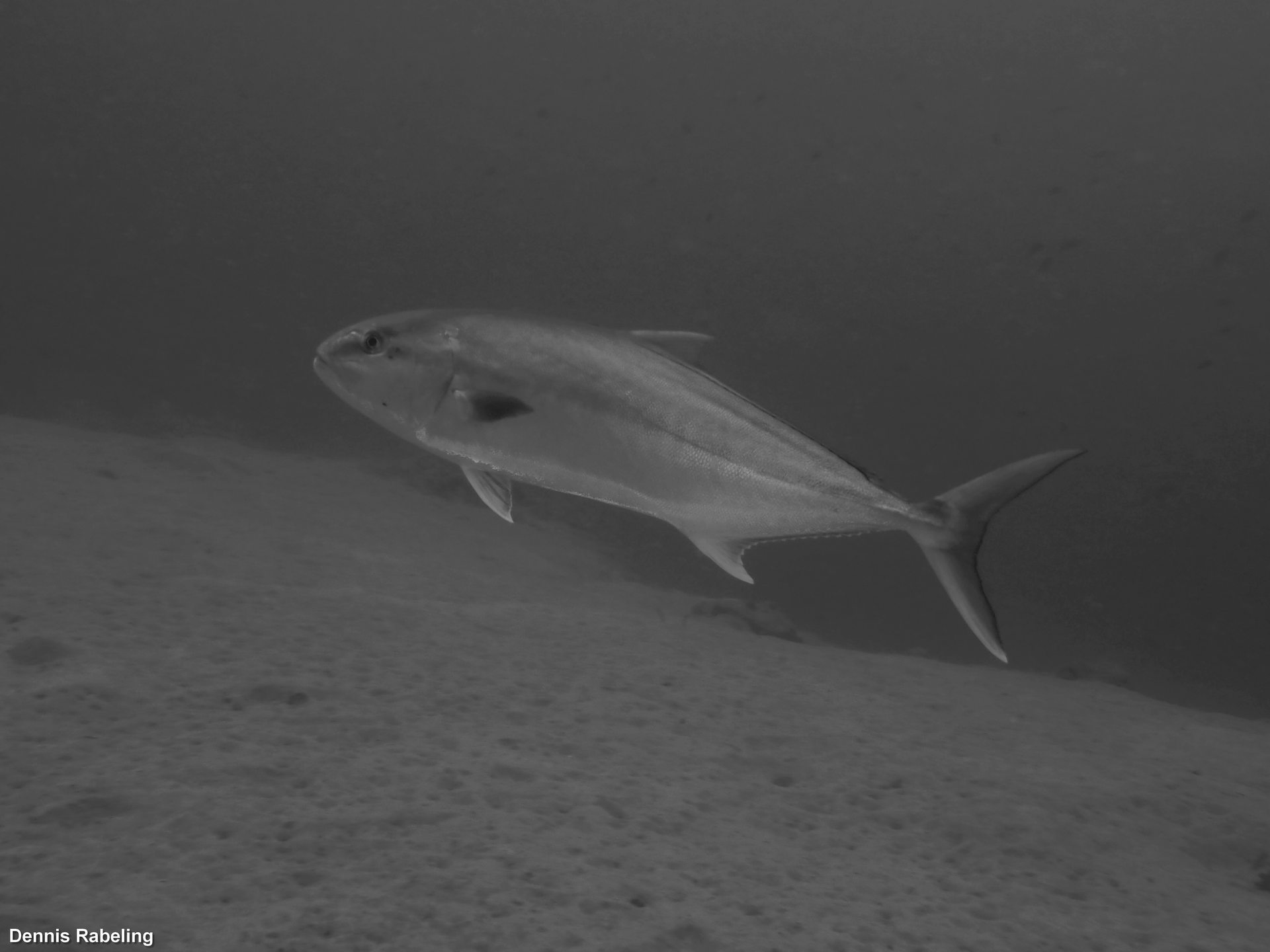Dive site photo