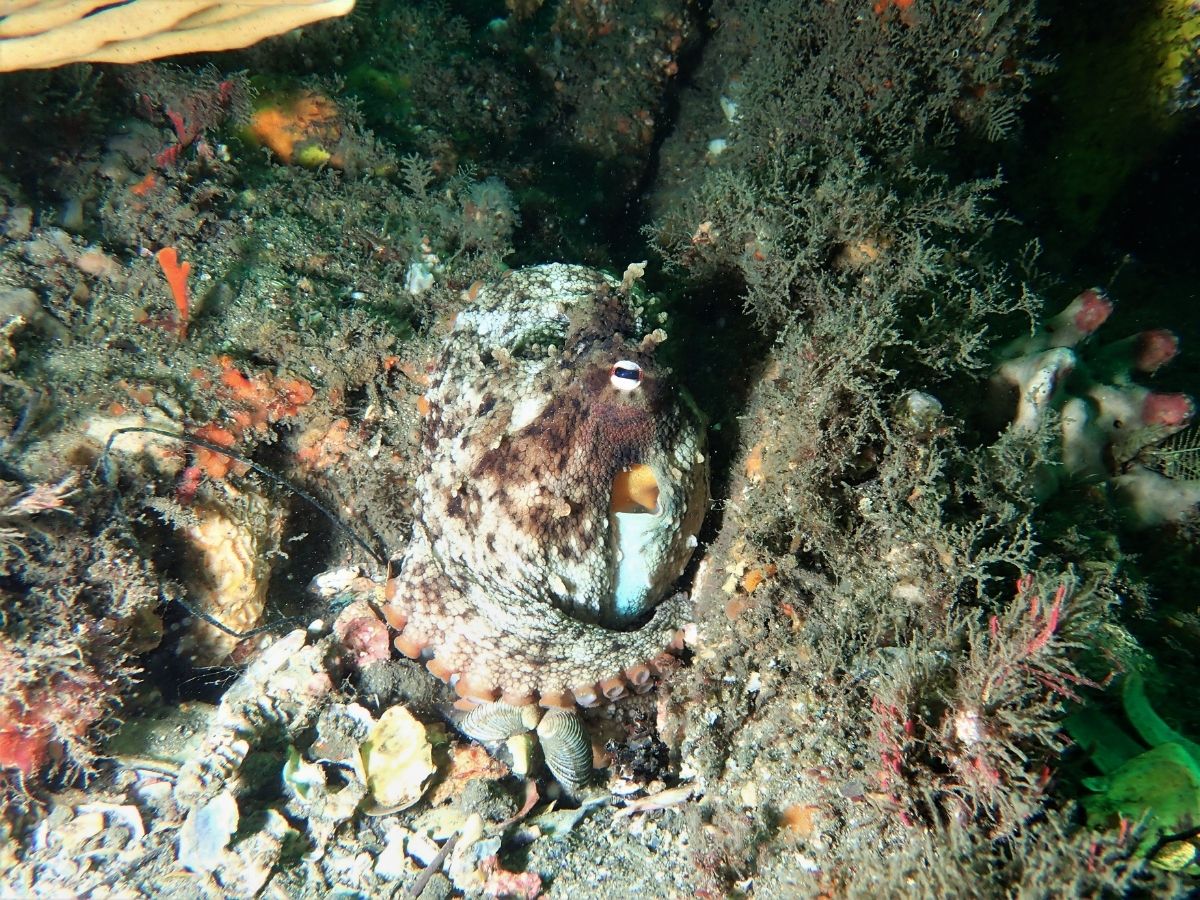 Dive site photo