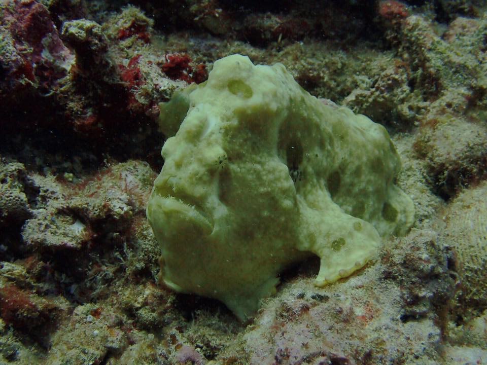 Dive site photo