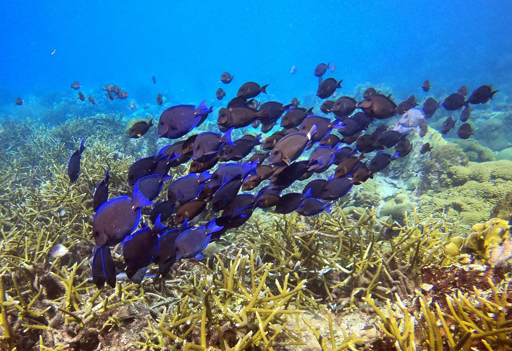 Dive site photo