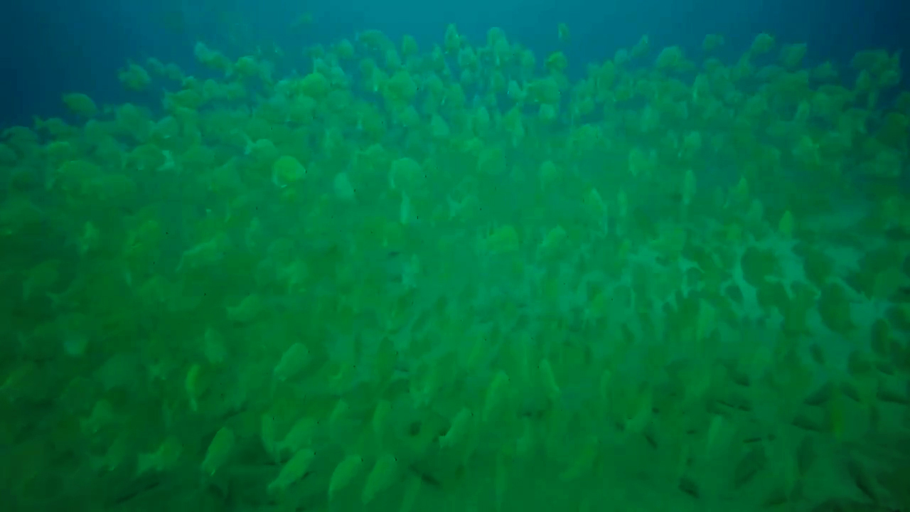 Dive site photo