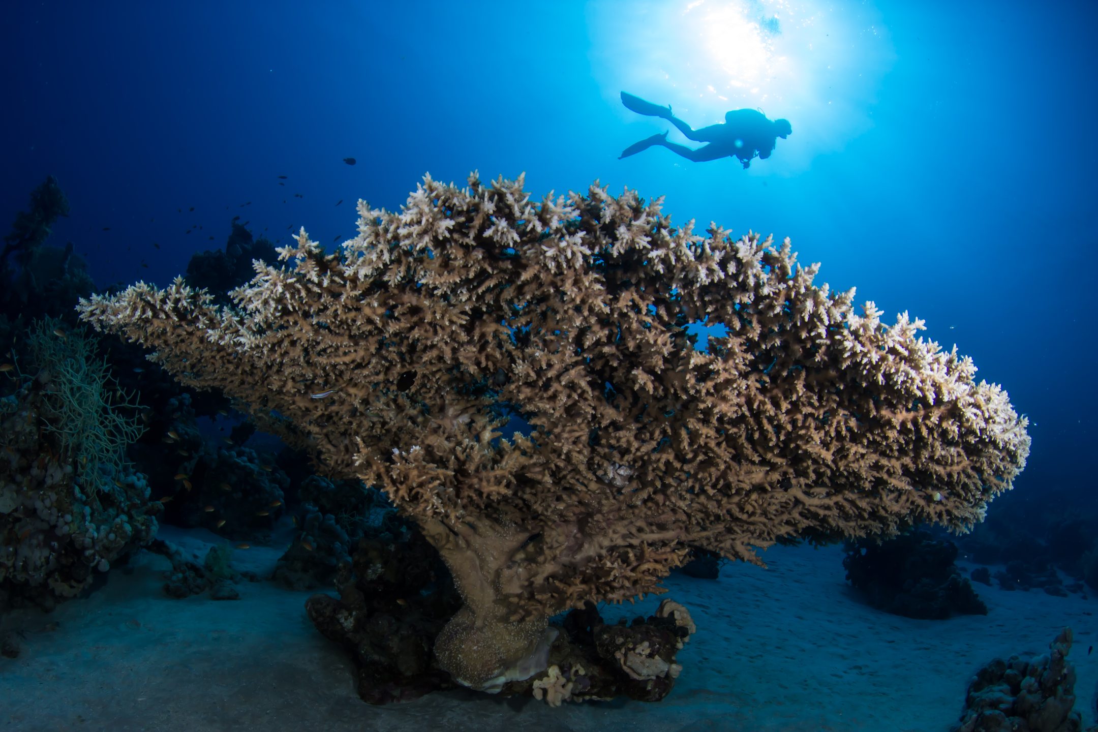 Dive site photo