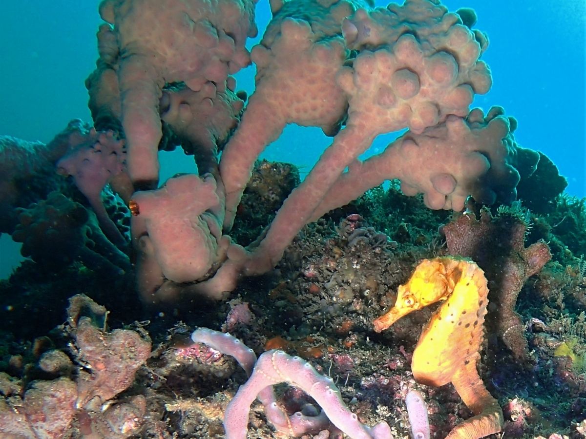 Dive site photo