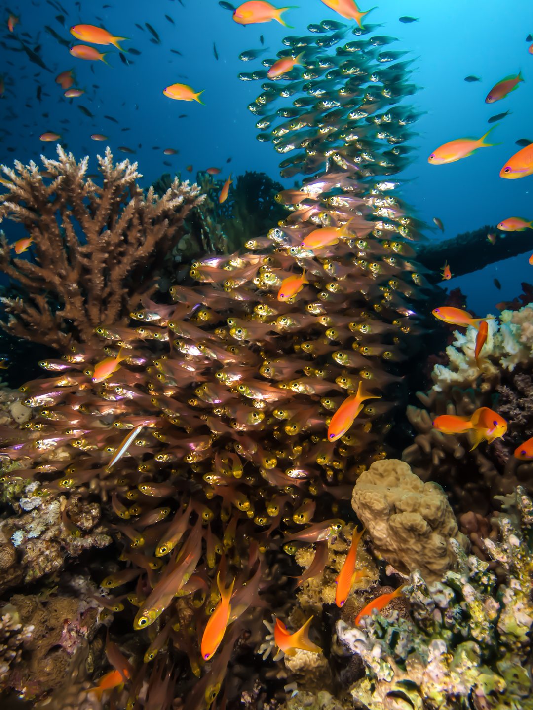 Dive site photo