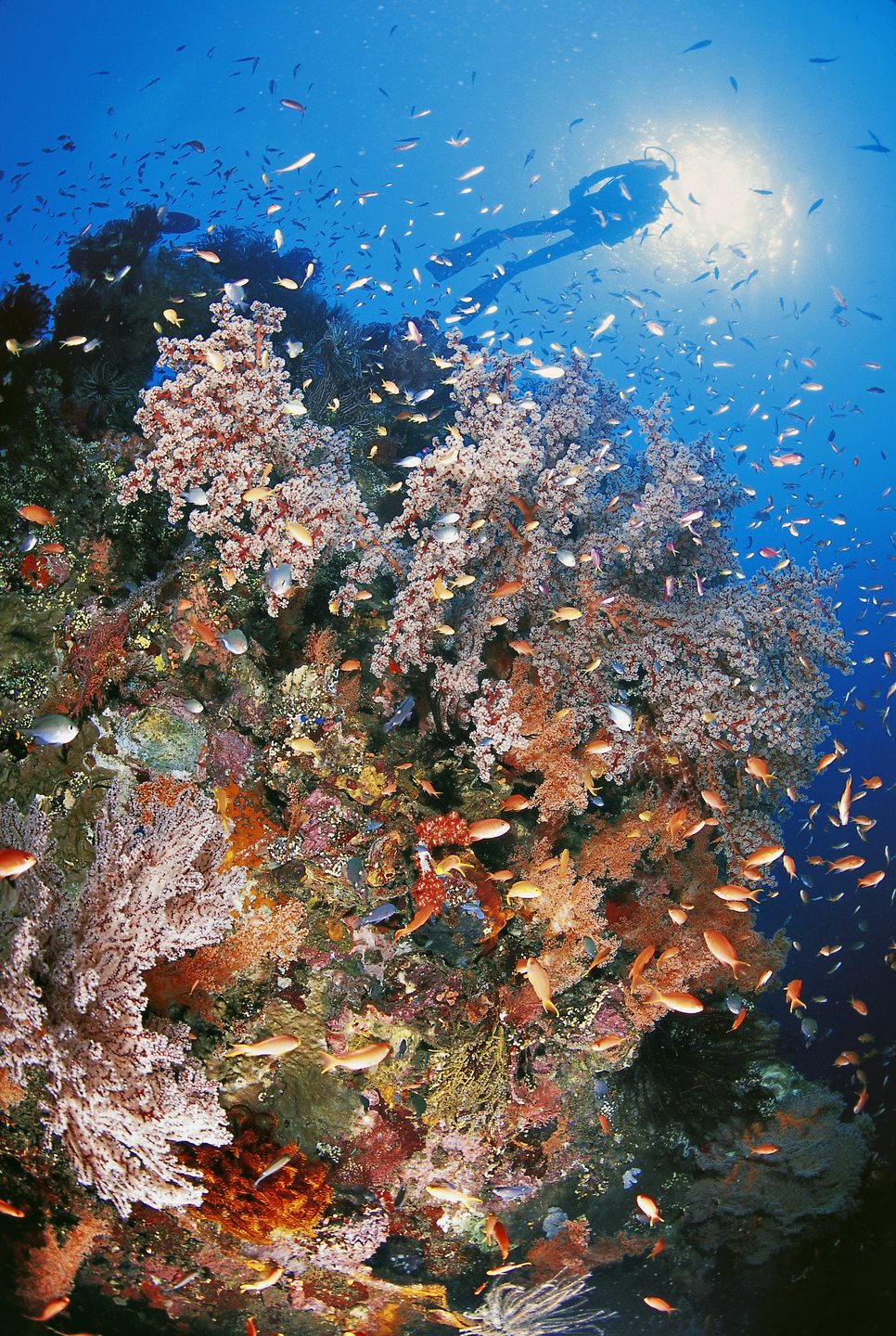 Dive site photo