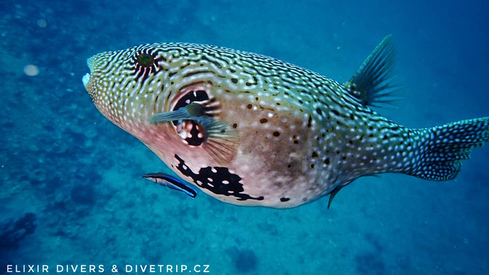 Dive site photo