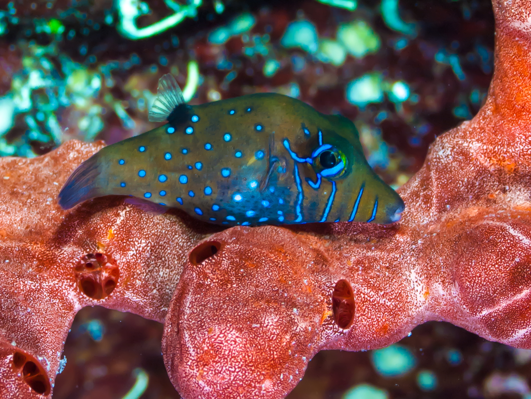 Dive site photo