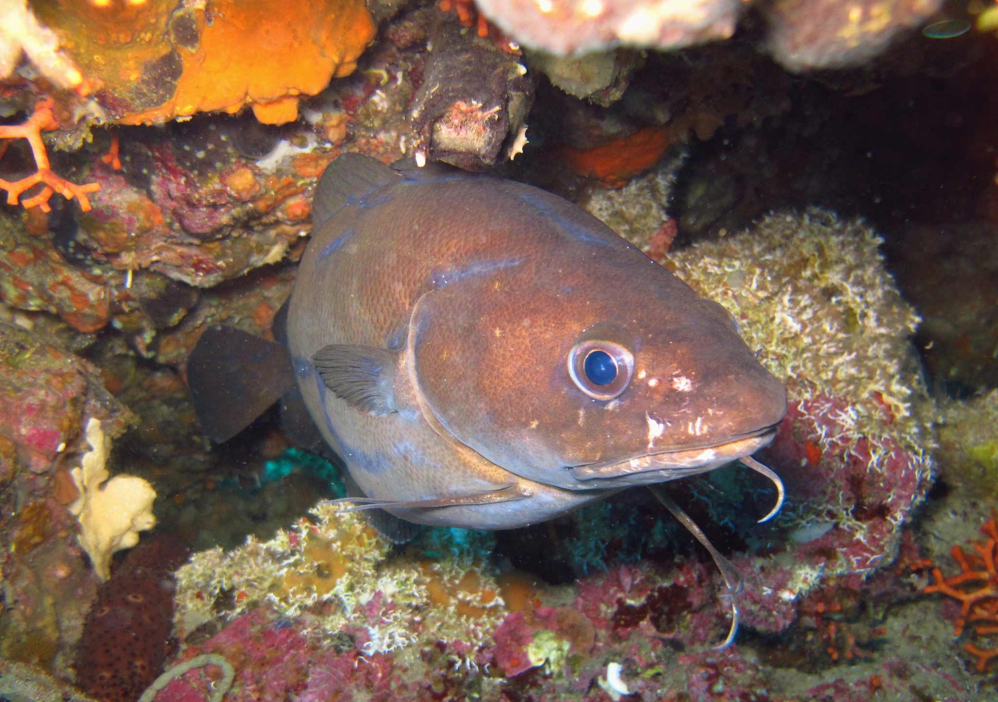 Dive site photo