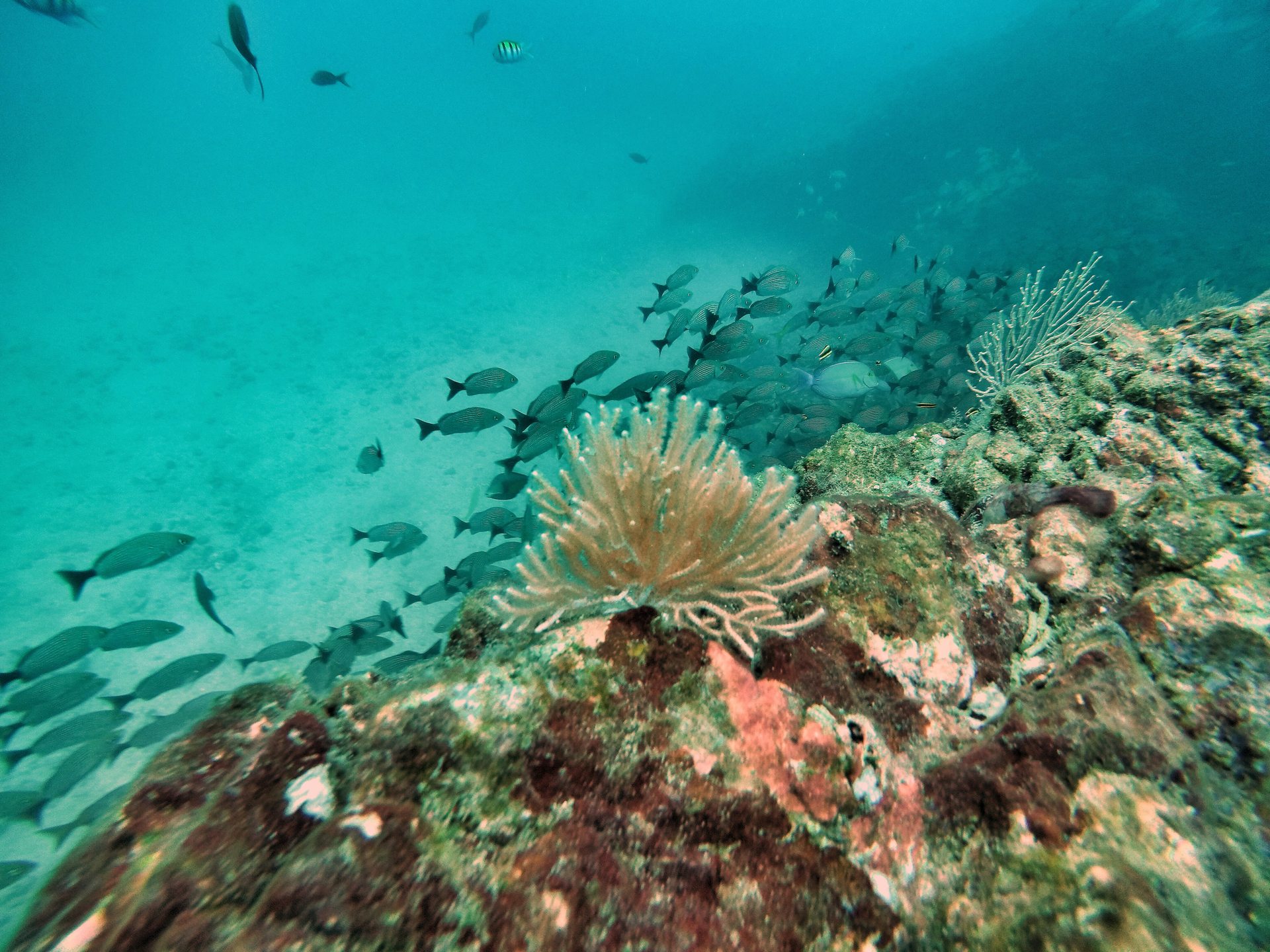 Dive site photo