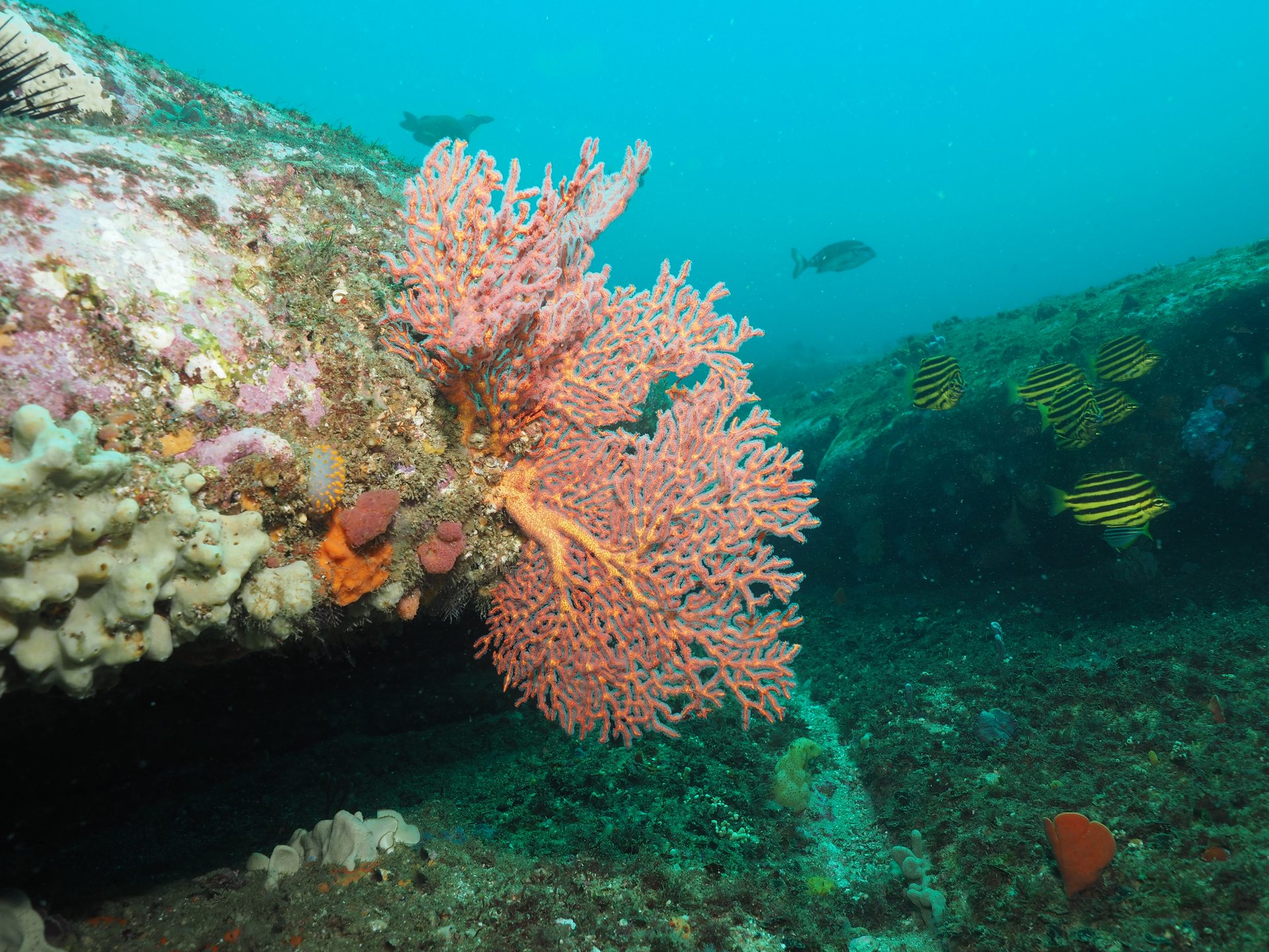 Dive site photo